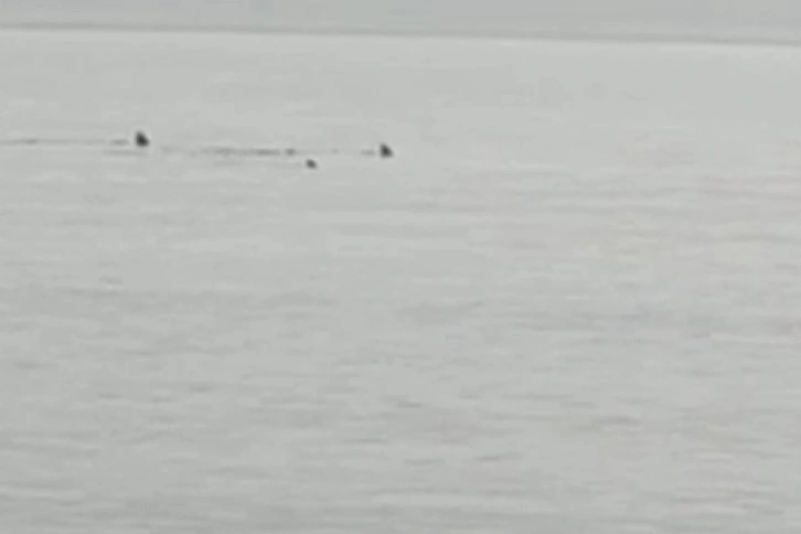 Hatay'da sahile yaklaşan köpek balıkları görüntülendi