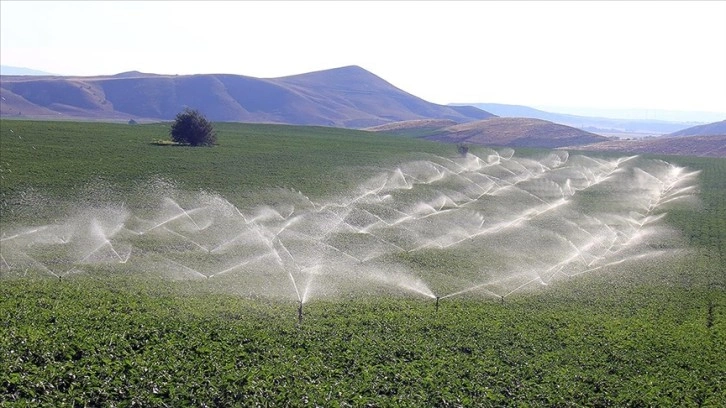Sivas'ta topraklar suya kavuşunca üreticiler patatesle diyar dışına açıldı