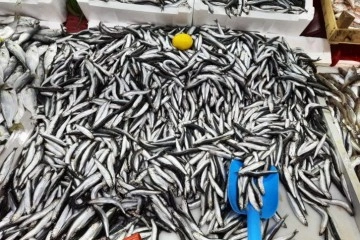 Balık hali esnafı, "Türkiye'nin en çok balığı Kdz. Ereğli'den çıkar"