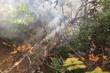 Balıkesir’de yıldırımın düştüğü ormanlık alanda yangın