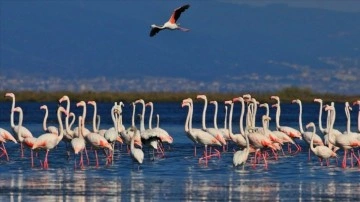 "Kuş Oteli" Hersek Lagünü flamingo ve öteki muhacir kuşlarla şenlendi