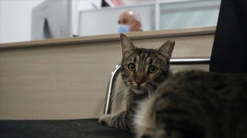 Üniversite personelleri 15 kediyle ayrımsız ofisi paylaşıyor